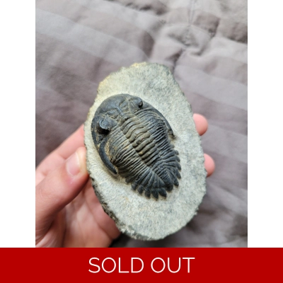 Great Quality Hollardops Trilobite Fossil From The Devonian of Morocco